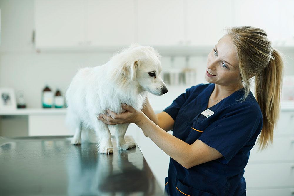 Evidensia Groruddalen Dyreklinikk Veterinær, Oslo - 5