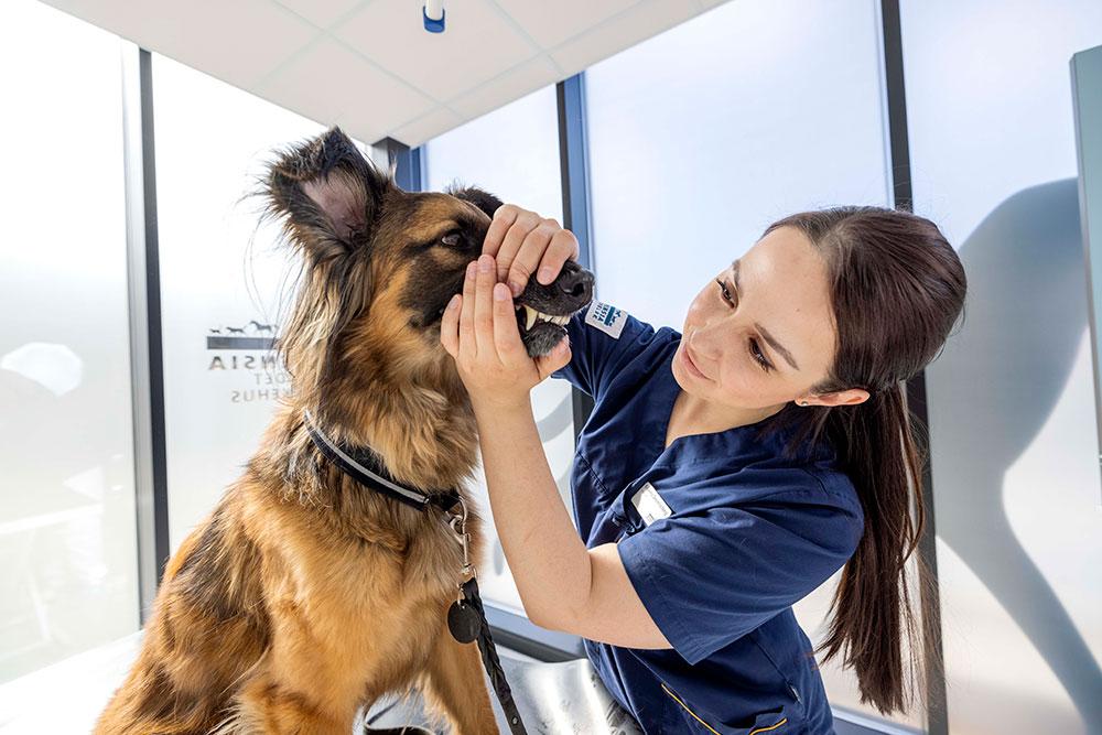 Evidensia Groruddalen Dyreklinikk Veterinær, Oslo - 9