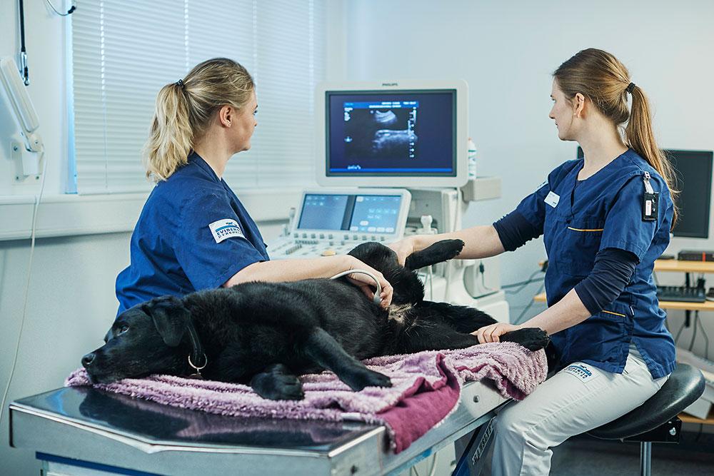 Evidensia Groruddalen Dyreklinikk Veterinær, Oslo - 6