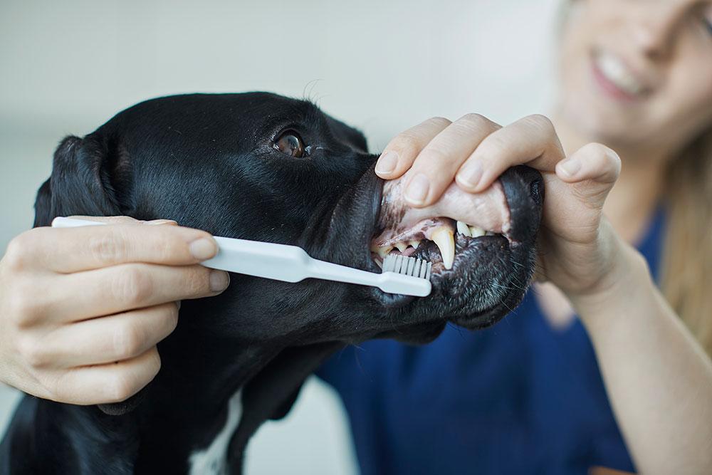 Evidensia Vestfold Dyrehospital Veterinær, Tønsberg - 1