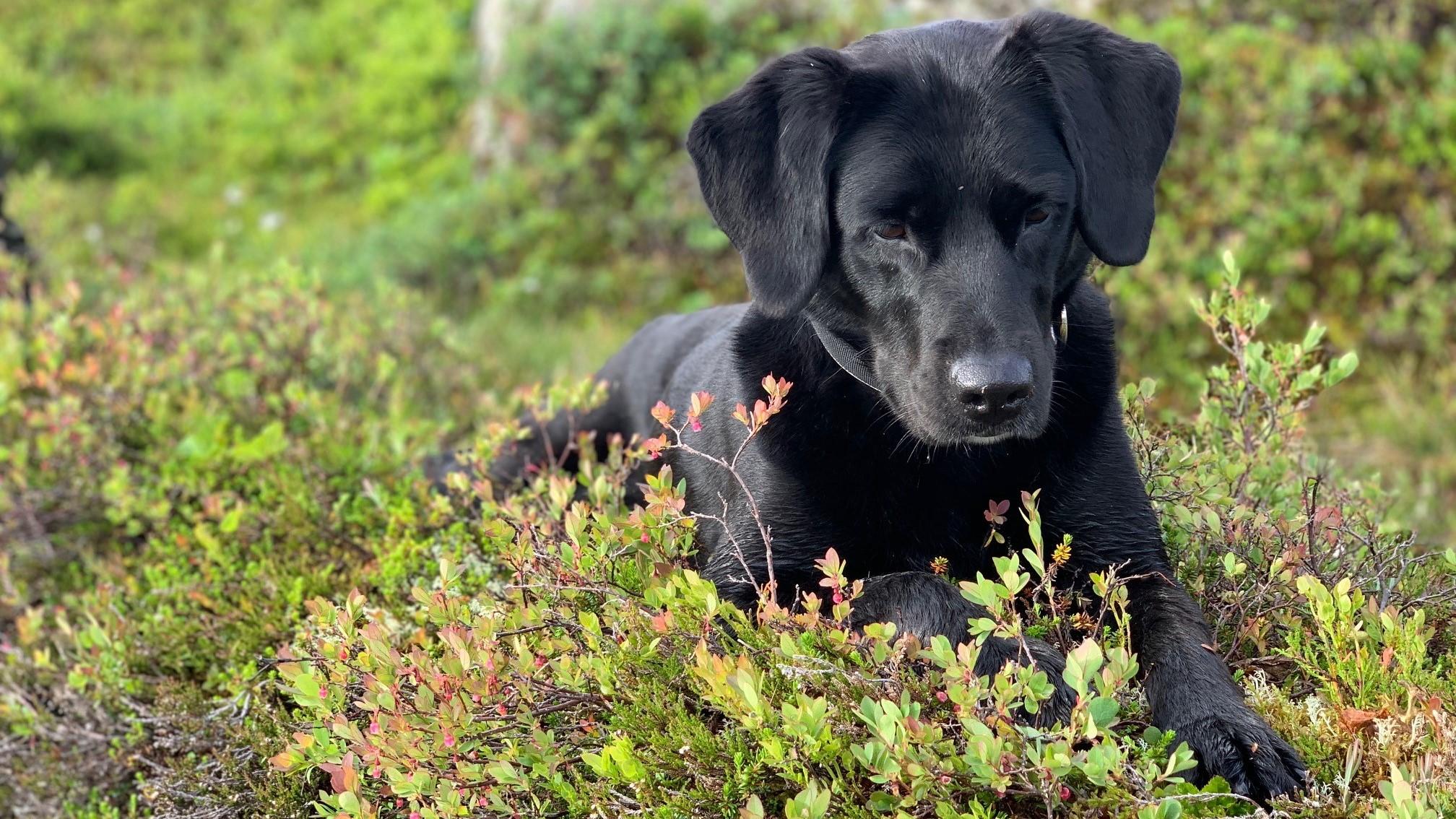 Vikersund Dyreklinikk AS Veterinær, Modum - 3