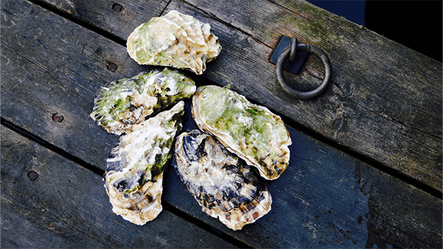 Skjærhalden Fiskemottak AS Fiskeforedling, Hvaler - 9