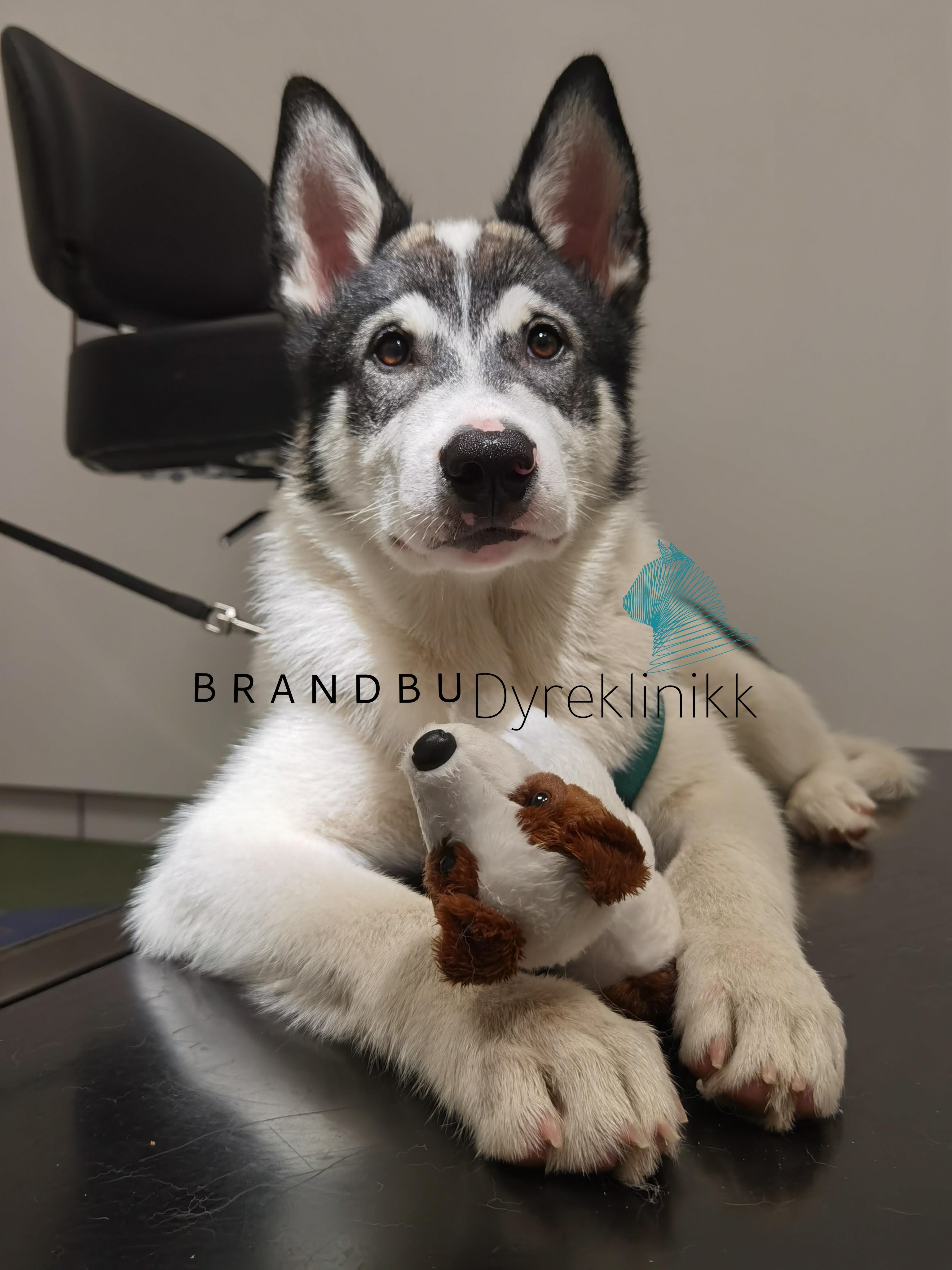 Brandbu Dyreklinikk Veterinær, Gran - 10