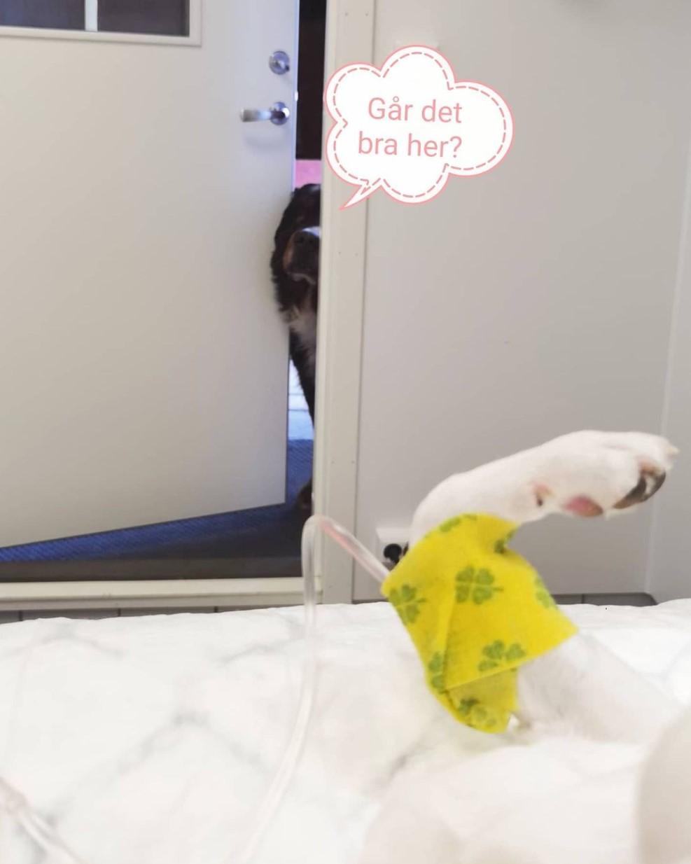 Brandbu Dyreklinikk Veterinær, Gran - 7