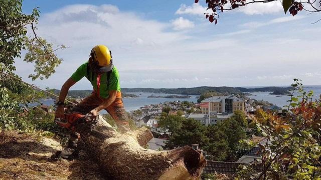 Skagerak Trepleie - Peder Aarø AS Trefelling, Kragerø - 1