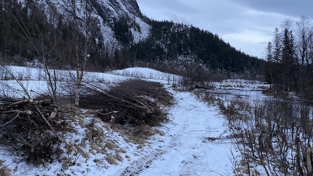 Svein Arntsen Snørydding, Brønnøy - 39