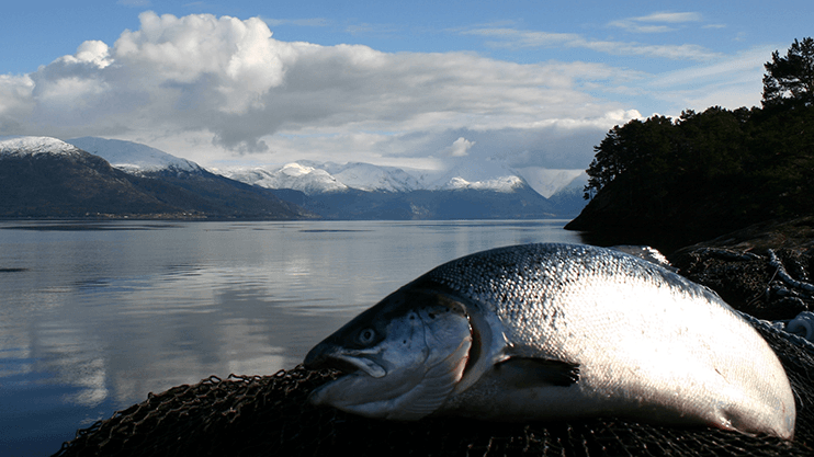 HARDANGER SEAFOOD AS Fiskeforedling, Bømlo - 2