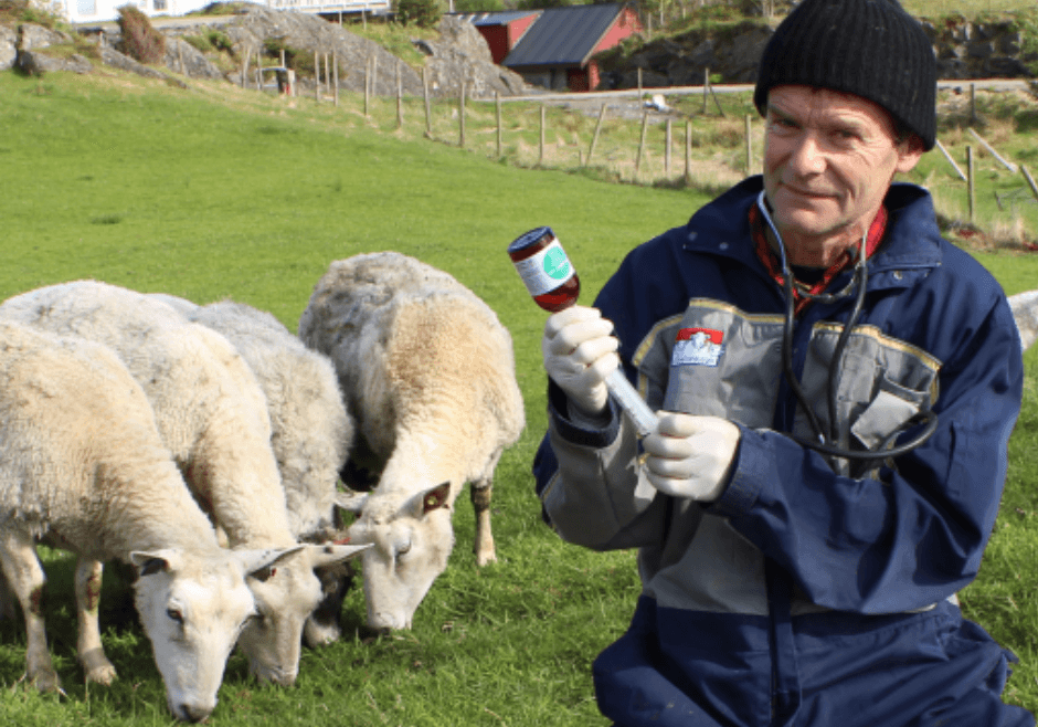 Produksjonsdyrlege Pingo Veterinær, Bergen - 1