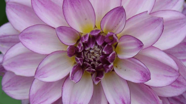 Stavanger botaniske hage Museum, Stavanger - 1