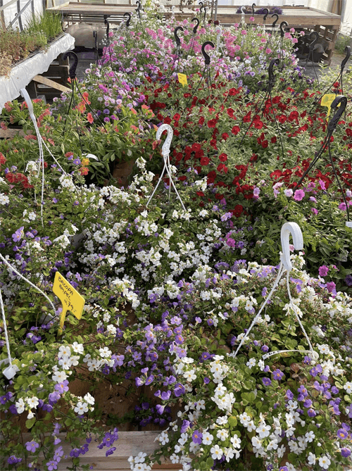 Nesna Gartneri AS Blomsterbutikk, Nesna - 1