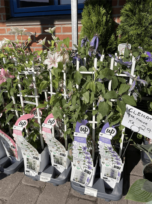 Nesna Gartneri AS Blomsterbutikk, Nesna - 2