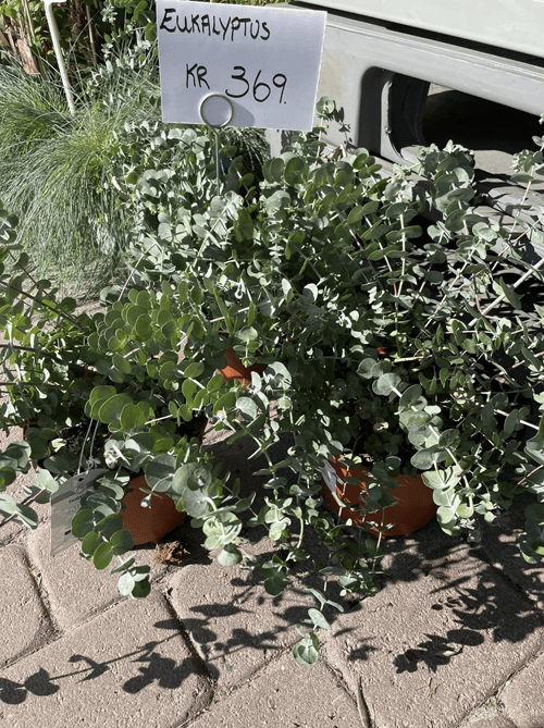 Nesna Gartneri AS Blomsterbutikk, Nesna - 3