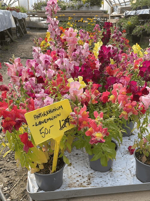 Nesna Gartneri AS Blomsterbutikk, Nesna - 4