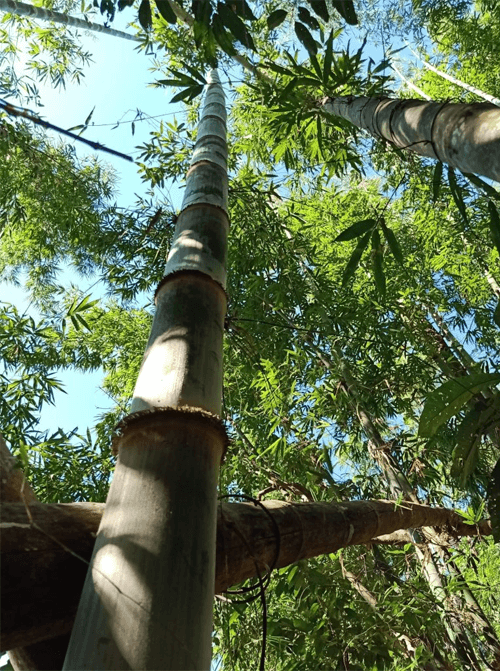 Bamboo Agro Forestry AS Skogbruk, Moss - 2