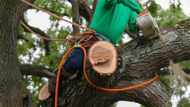 Meyer Trefelling AS Anleggsgartner, Nes - 3