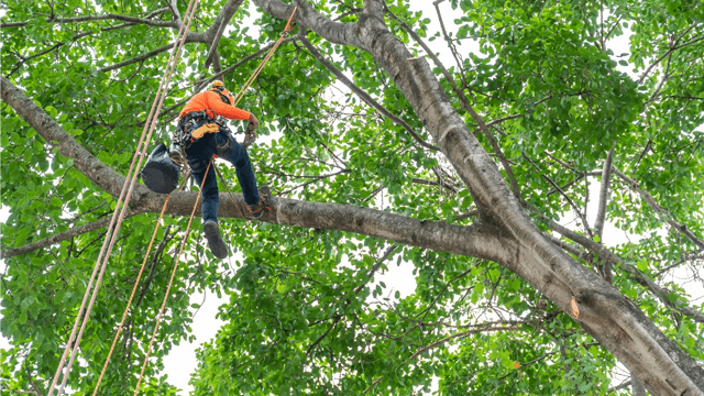 Meyer Trefelling AS Anleggsgartner, Nes - 2