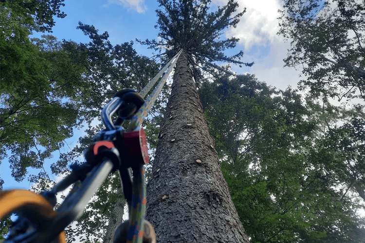 Colsell Trespesialisten Trefelling, Ås - 1