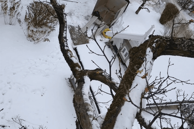 Colsell Trespesialisten Trefelling, Ås - 2