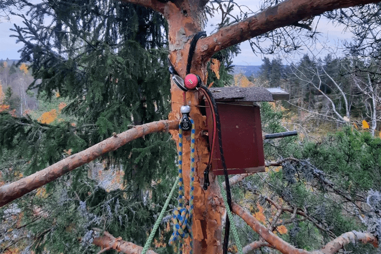 Colsell Trespesialisten Trefelling, Ås - 5