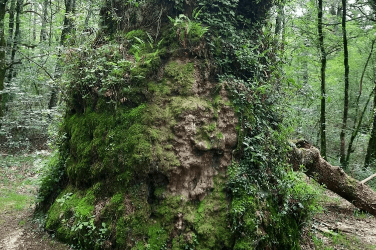 Colsell Trespesialisten Trefelling, Ås - 8