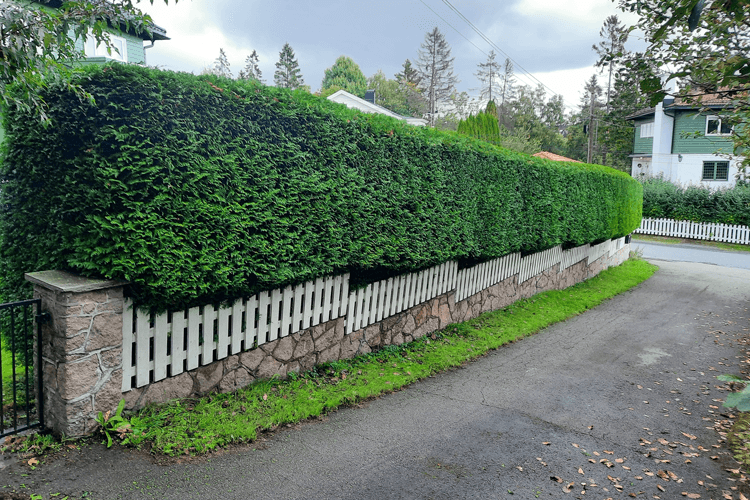 Colsell Trespesialisten Trefelling, Ås - 7