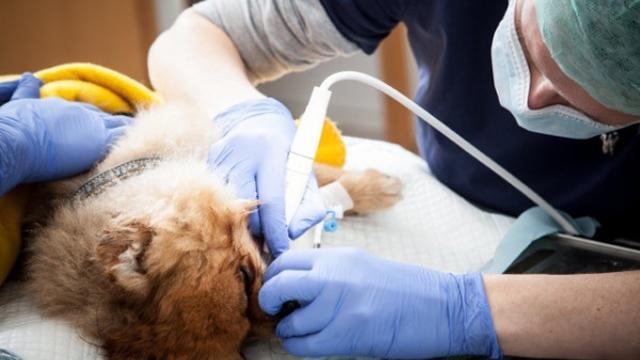 AniCura Molde Dyreklinikk Veterinær, Molde - 3