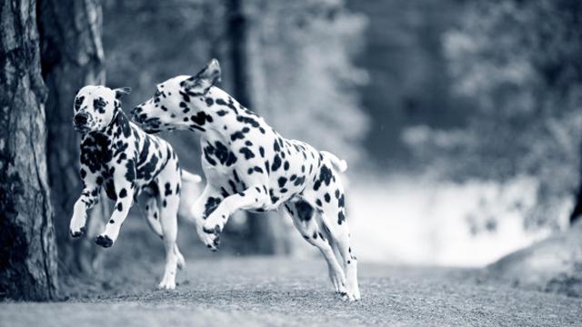 AniCura Molde Dyreklinikk Veterinær, Molde - 7