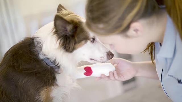 AniCura Molde Dyreklinikk Veterinær, Molde - 8