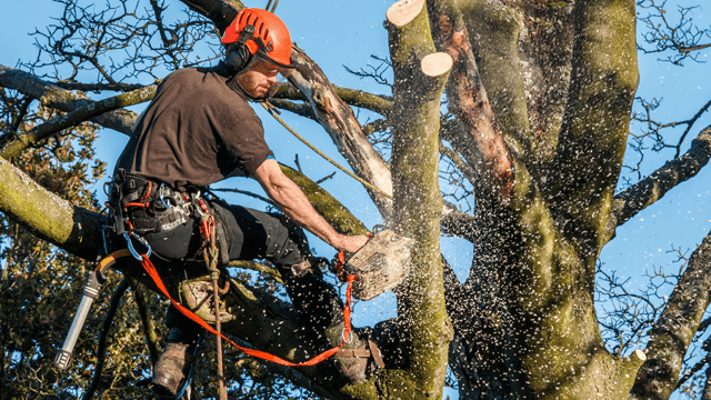 Myklebust Treservice Trefelling, Gloppen - 2