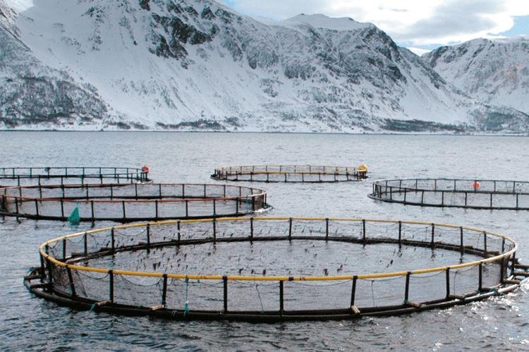 NetKem AS Fiskeoppdrettsutstyr, Nordre Follo - 3