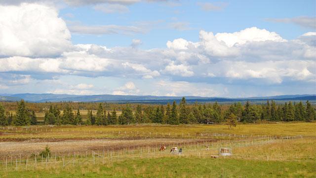 Landbrukstjenester i Sør-Trøndelag Landbrukstjeneste, Orkland - 2