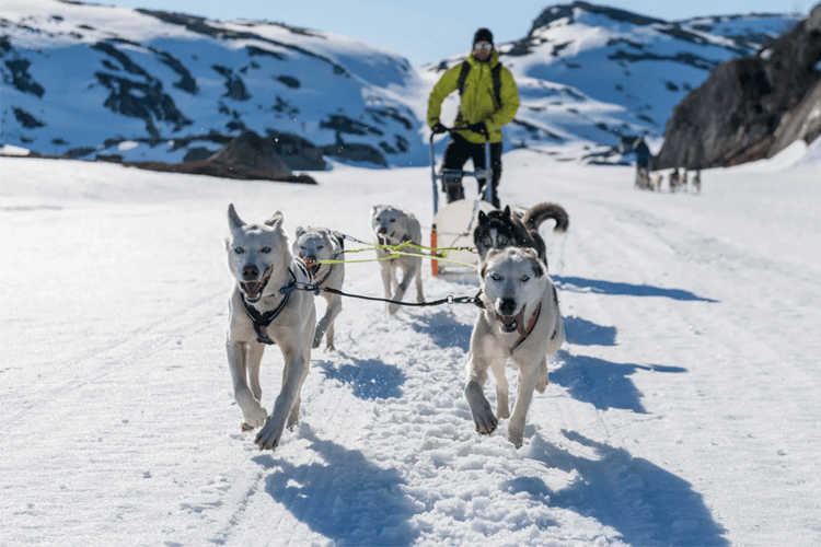 Sirdal Huskyfarm AS Aktivitetsarrangør, Sirdal - 1