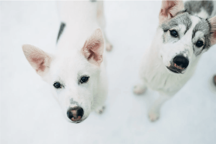 Sirdal Huskyfarm AS Aktivitetsarrangør, Sirdal - 4