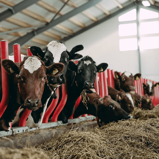 TTS Agro AS Landbrukstjeneste, Stange - 4