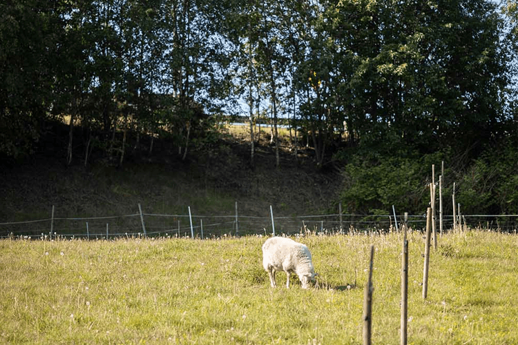 WAHLSTRØM REGNSKAP OG RÅDGIVNING AS Regnskap, Porsgrunn - 6