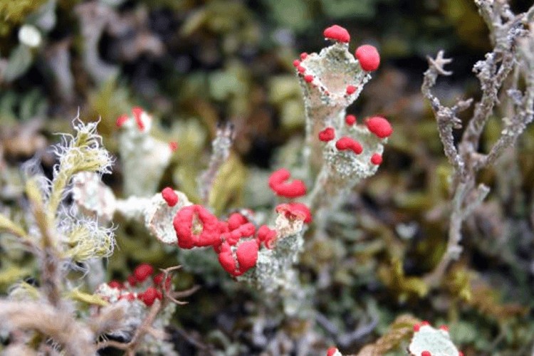 Rådgivende Biologer AS Forskning, Utvikling, Bergen - 3