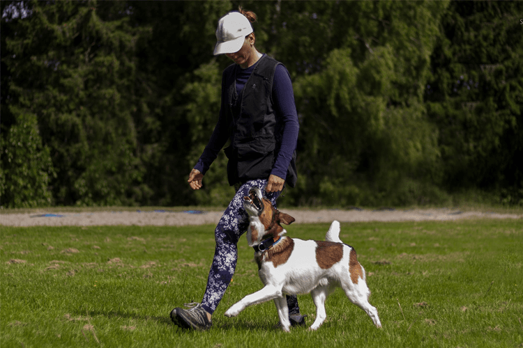 Samuelsen Hundetrening Kjæledyr - Tjenester, Oslo - 2