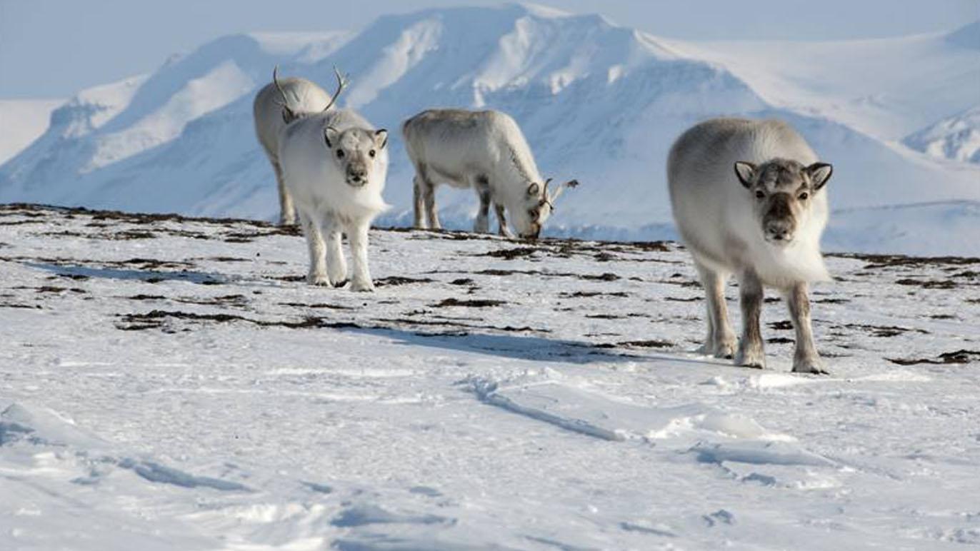 Norsk Polarinstitutt Forskning, Utvikling, Tromsø - 10