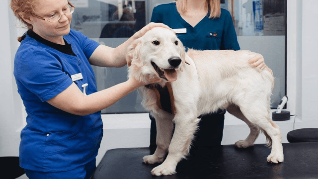 HANSONS OG LARVIK SMÅDYRKLINIKK AS Veterinær, Larvik - 6