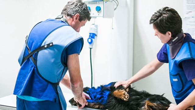 Knarvik Dyreklinikk Veterinær, Alver - 1