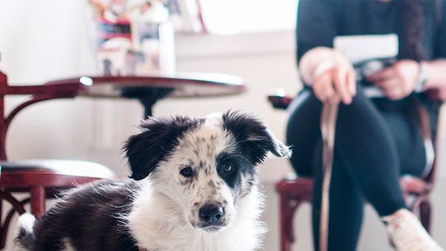 Knarvik Dyreklinikk Veterinær, Alver - 5