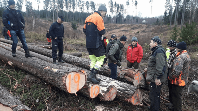 Romedal Almenning og Stange Almenning Skogbruk, Stange - 6