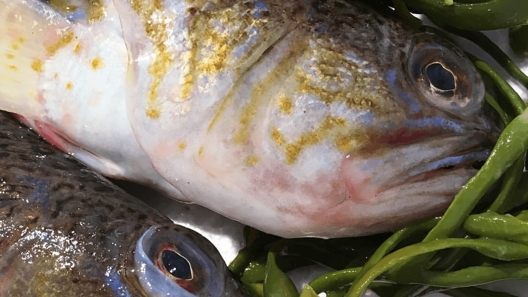 BRØDR BERGGREN AS Fiskeforedling, Sandefjord - 4