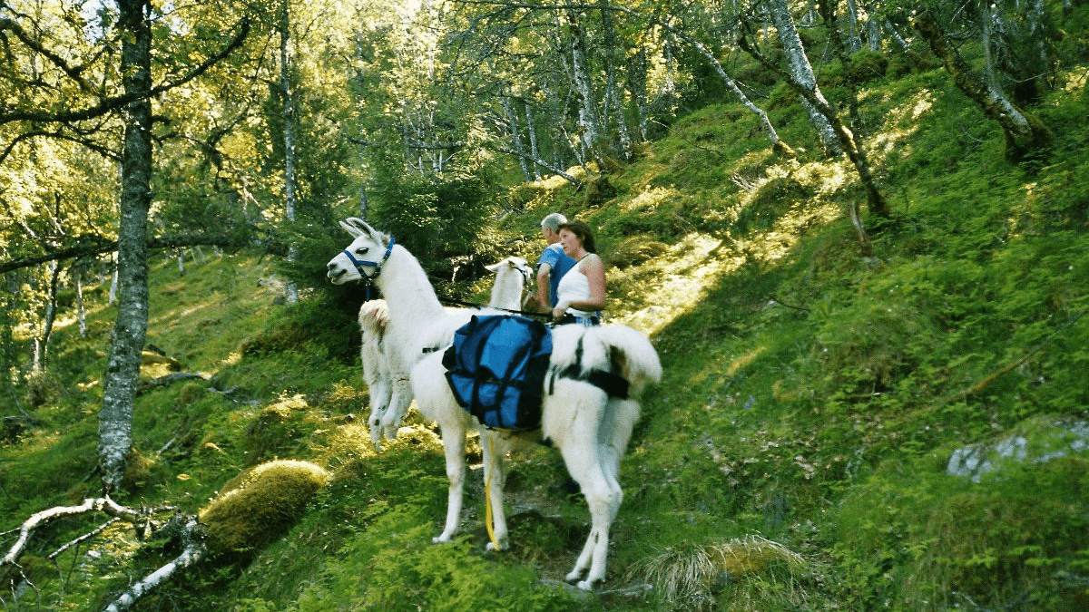 Skipenes Gard Hotell, Stad - 3