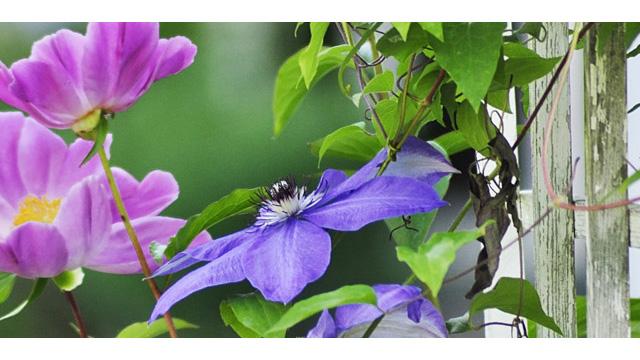 Hageland Vågsbygd Blomsterbutikk, Kristiansand - 1