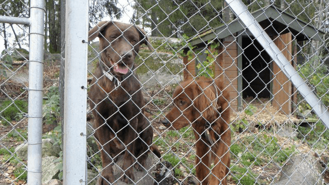 Ski Hundepensjonat Dyrehotell, Nordre Follo - 5