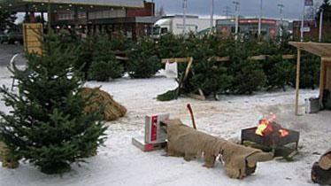 Eiker Juletreskog Karl Henrik Hals Skogbruk, Øvre Eiker - 1