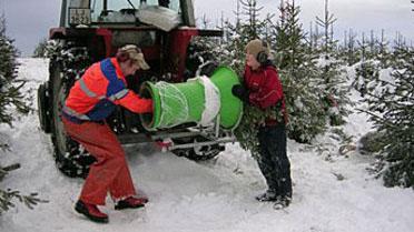 Eiker Juletreskog Karl Henrik Hals Skogbruk, Øvre Eiker - 3