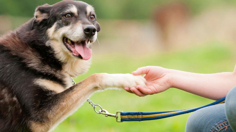 Ålen dyreklinikk Veterinær, Holtålen - 1