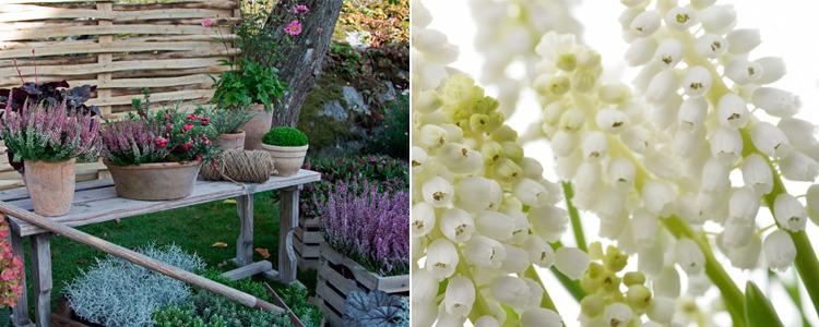 Tjøme Blomster Helgerud Bjørndalen